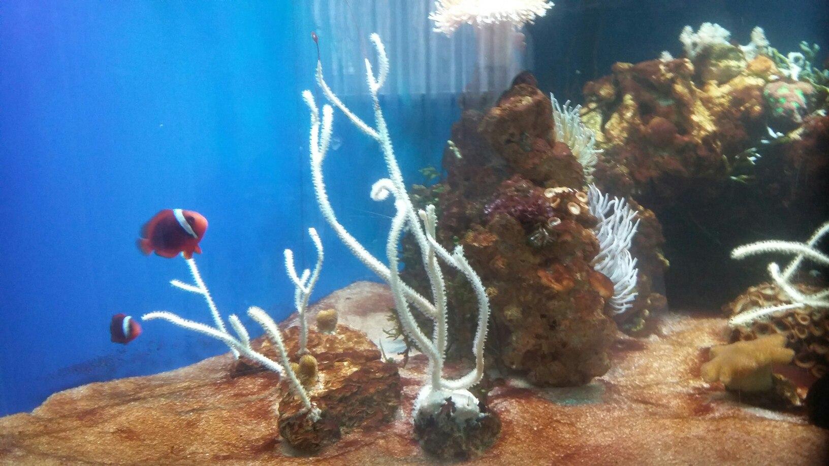 Кораллы за стеклом